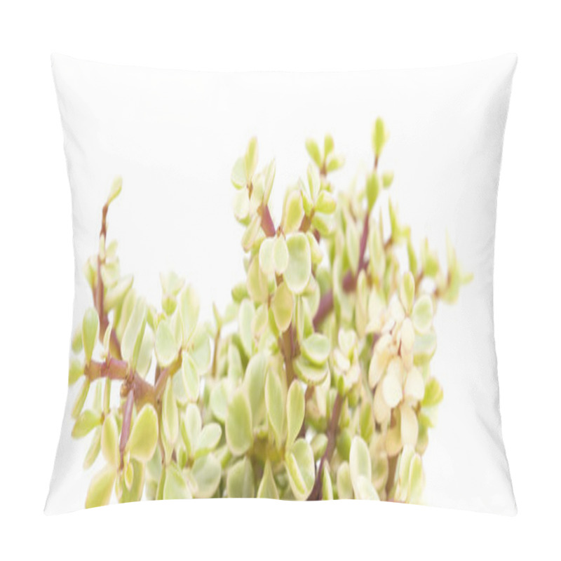 Personality  Portulacaria Afra Isolated Pillow Covers