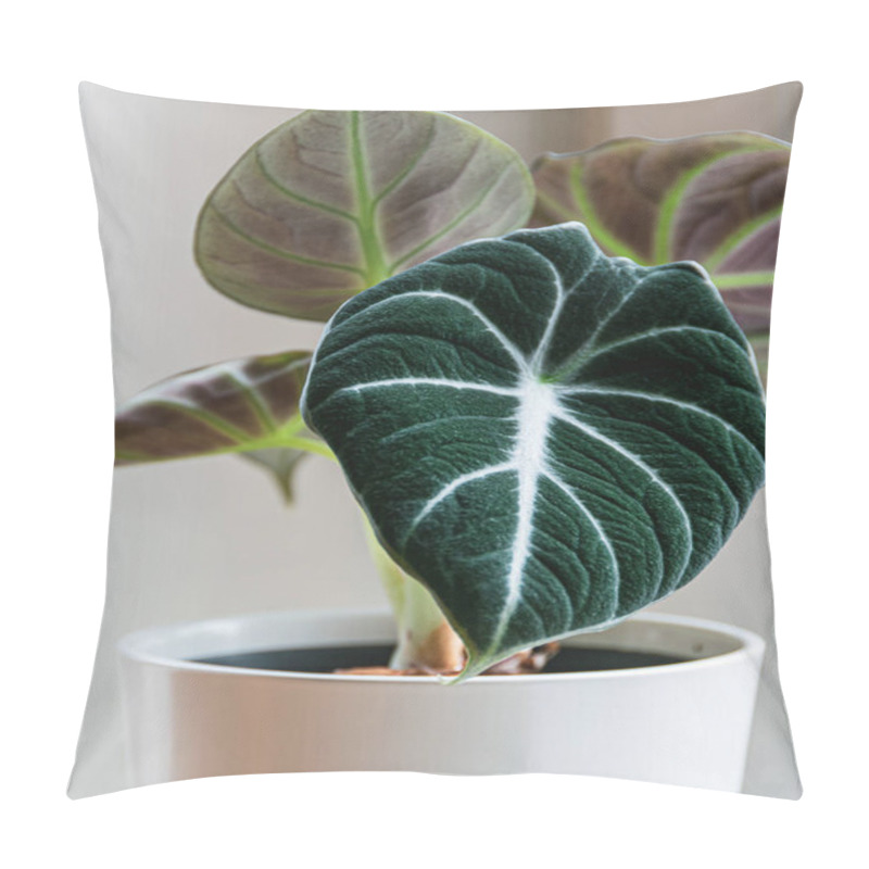 Personality  Alocasia Reginula 'black Velvet' Leaf. Tropical Potted Plant On A White Background. Exotic Trendy Houseplant Detail. Pillow Covers