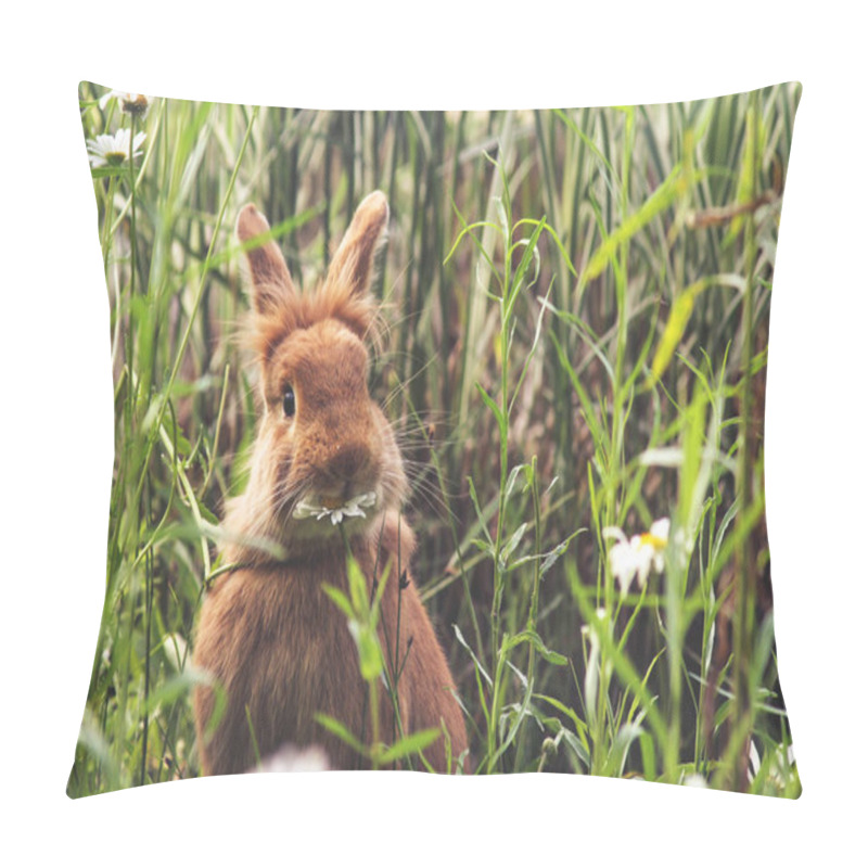 Personality  A Cute Rabbit Eating A Daisy At A Local Wildlife Sanctuary Park  Pillow Covers