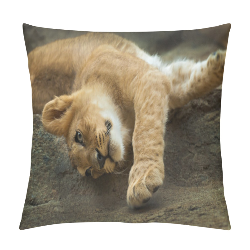 Personality  Little Lion Pillow Covers