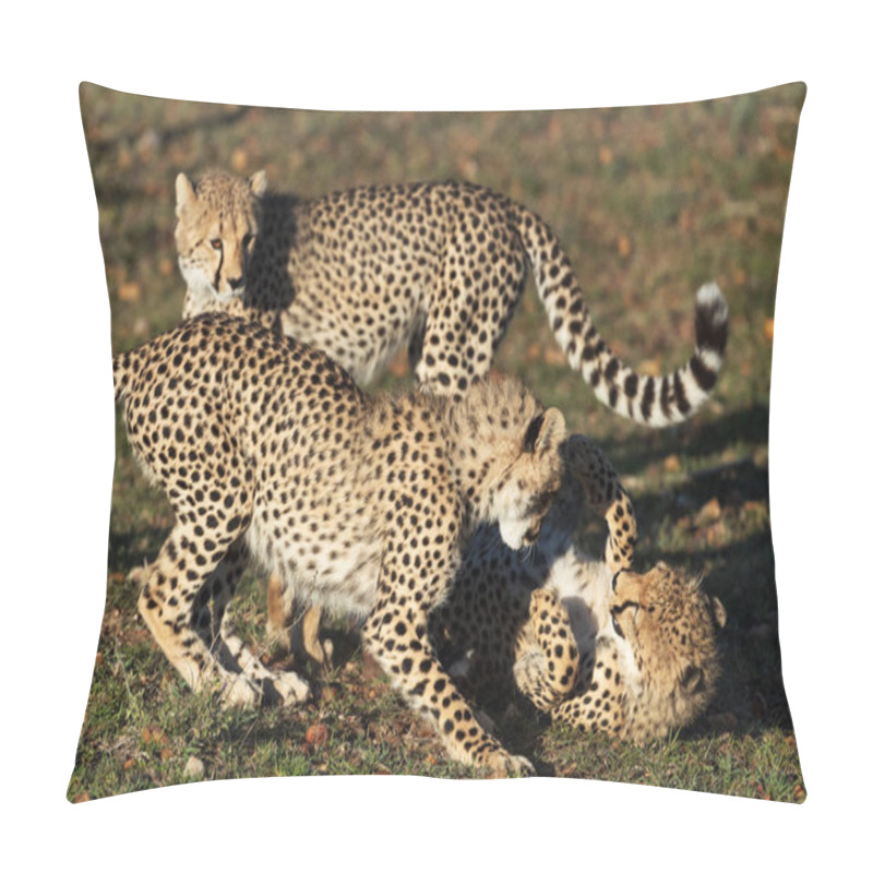 Personality  Leopards On Grass In Savannah In Kenya Pillow Covers