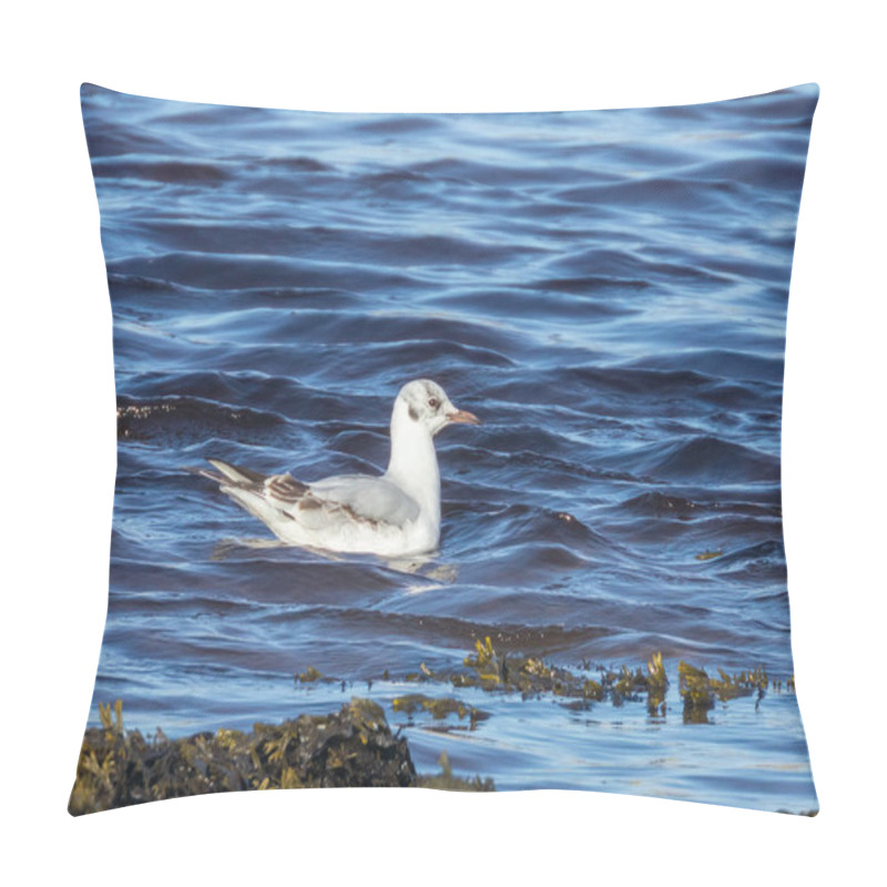 Personality  Little Gull, The Smallest Gull In The World.  A Very Rainy And Tiny Gull In The Water, River, Estuary, Shore Line, Feeding In The Blue Sea And The Seaweed In The Sunshine Pillow Covers