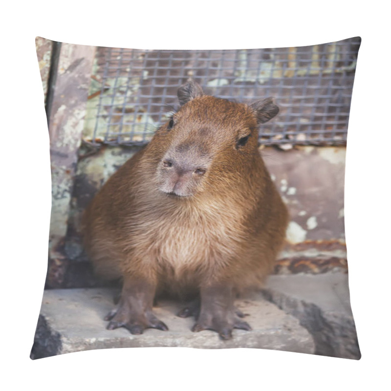 Personality  Cute Capibara Kid In The Zoo  Pillow Covers