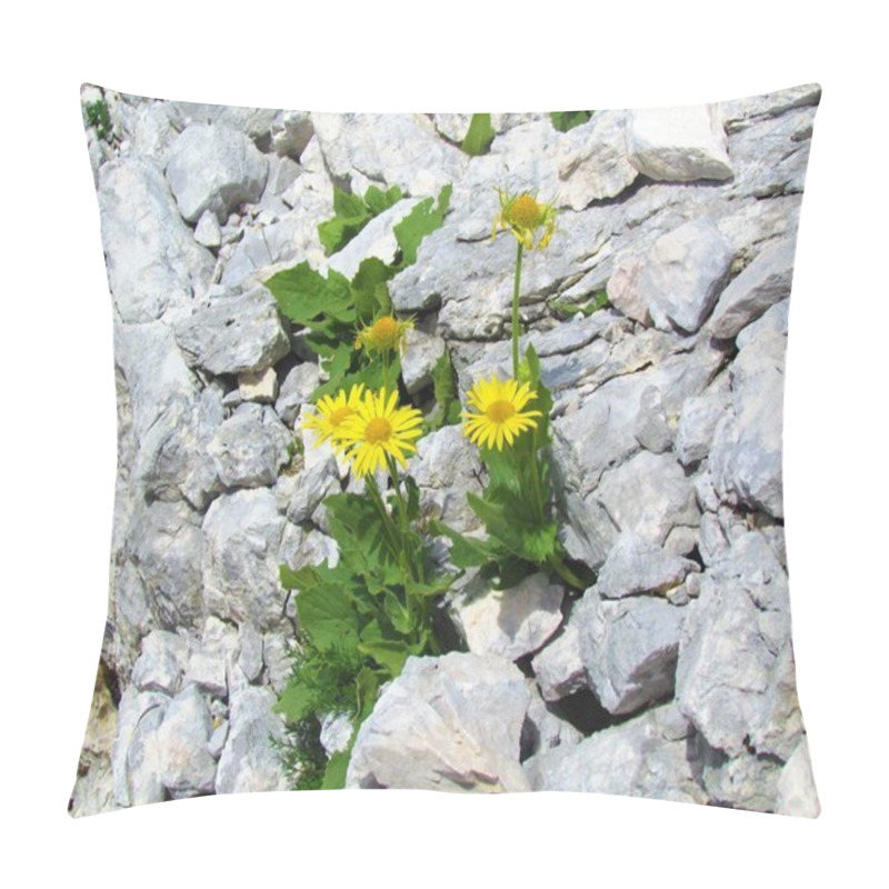 Personality  Yellow Blooming Doronicum Grandiflorum Flowers Growing On A Rocky Terrain In Triglav National Park And Julian Alps, Slovenia Pillow Covers