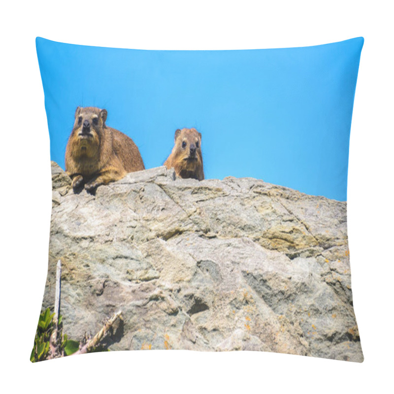 Personality  A Rock Hyraxs Or Dassies In Tsitsikamma National Park, South Africa Pillow Covers