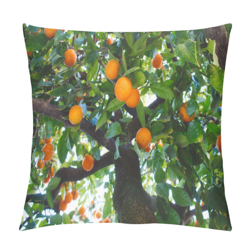 Personality  Close-up Of Orange Tree In Seville Bearing Ripe Fruit Shot From A Low Angle Looking Up Pillow Covers