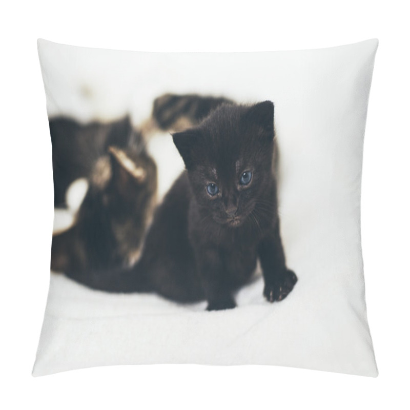 Personality  Black Kitten With Blue Eyes Pillow Covers