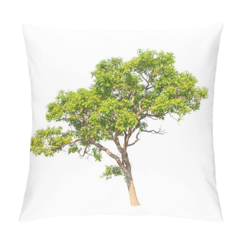 Personality  Tembusu (Fagraea Fragrans), Commonly Known As Buabua, Urung, Tem Pillow Covers