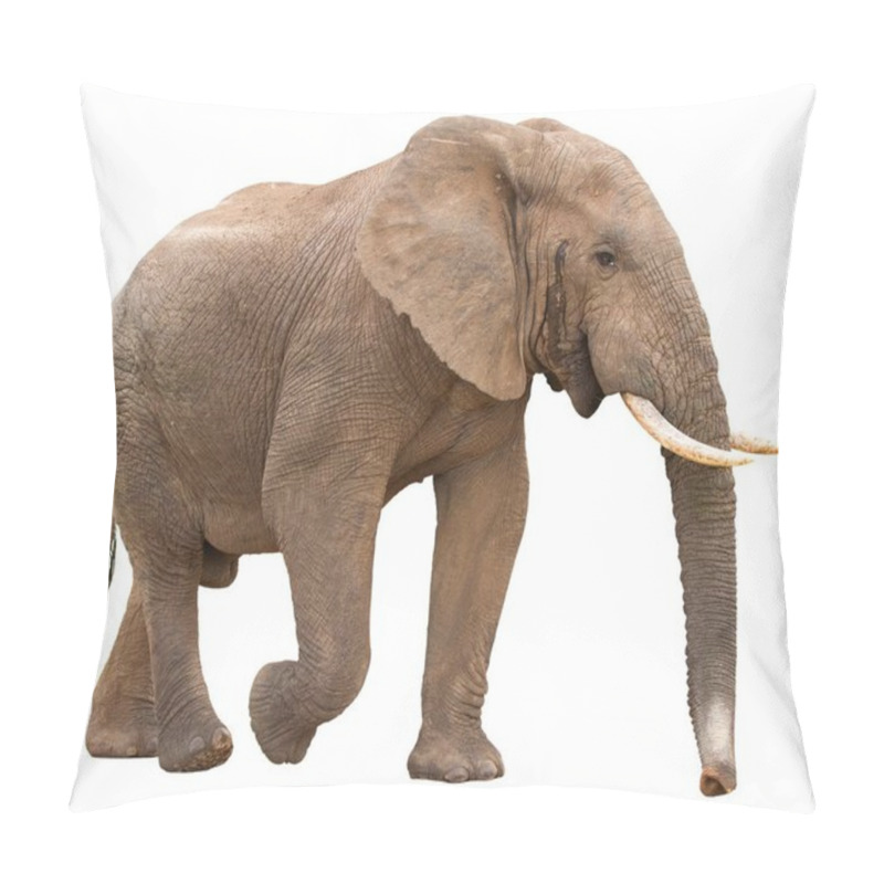 Personality  African Elephant Isolated Pillow Covers