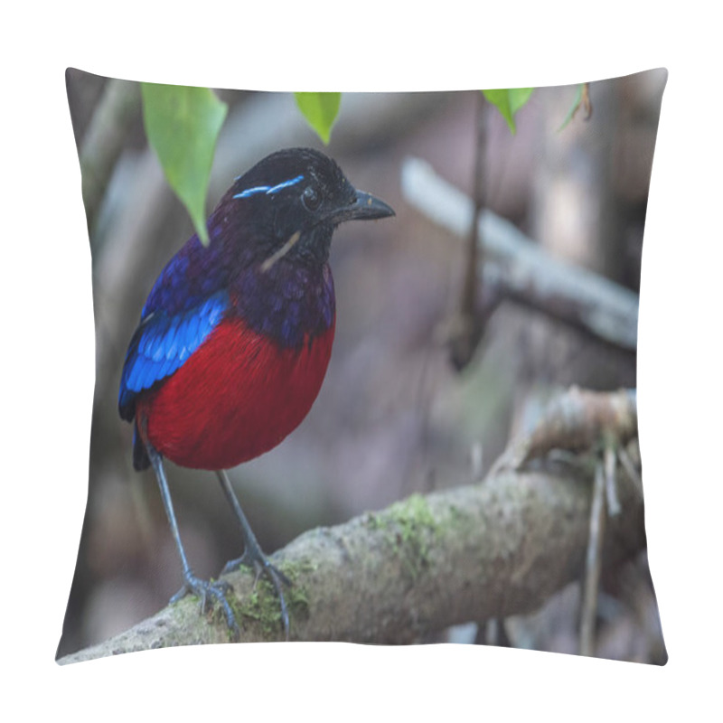 Personality  Beautiful Black Crowned Pitta Is One Of The Endemic Species That Is Found In Borneo Pillow Covers