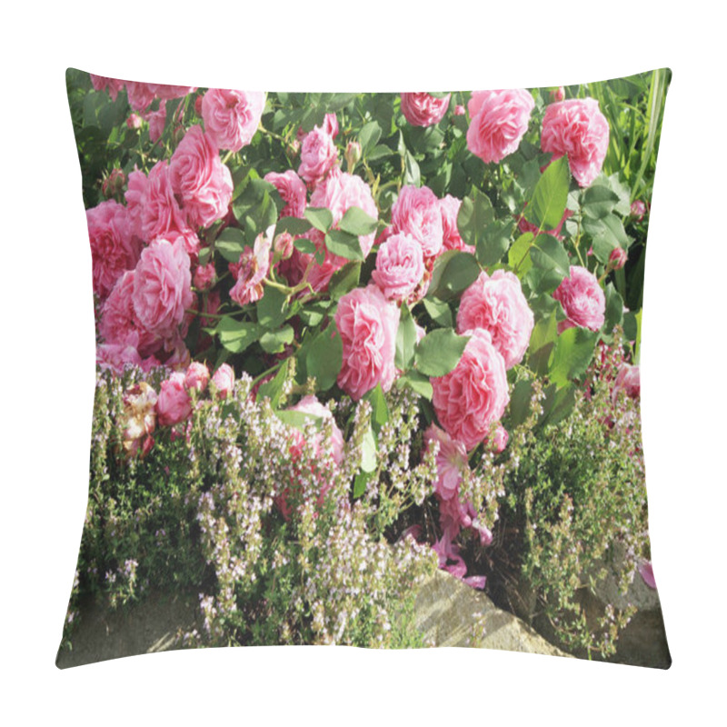 Personality  Historic Pink Rose Louise Odier And Lavender Pillow Covers