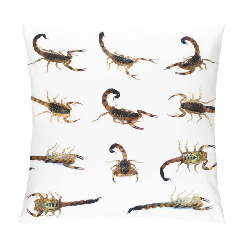 Personality  Scorpion Set Isolate On A White Background Pillow Covers