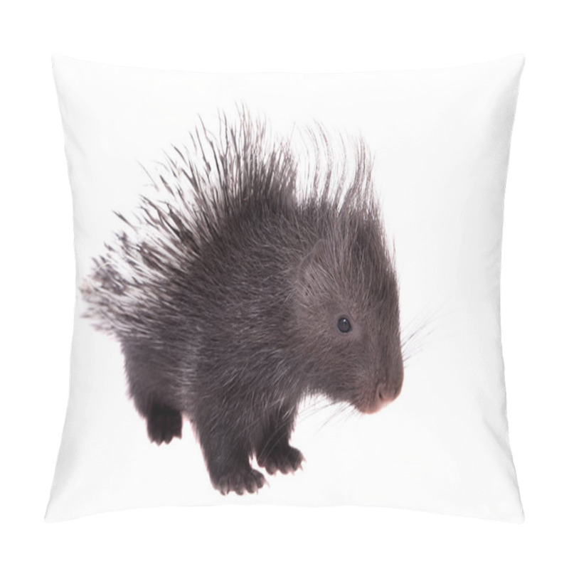 Personality  Indian Crested Porcupine Baby On White Pillow Covers