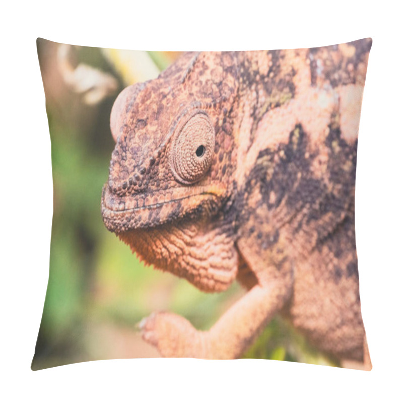 Personality  Chameleon Camouflaged On A Branch. Andasibe, Madagascar Pillow Covers