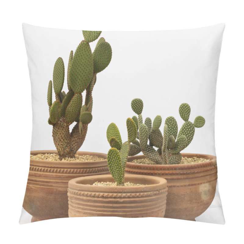 Personality  Arrangement Of Different Cactus Varieties Of Bunny Ears Cactus White, Yellow And Orange Color In A Terracotta Pots On White Isolated Background Pillow Covers