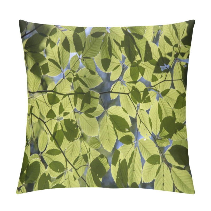 Personality  Close-up Of The Leaves Of The Hornbeam Tree. Blurred Background. Pulled Down. Pillow Covers