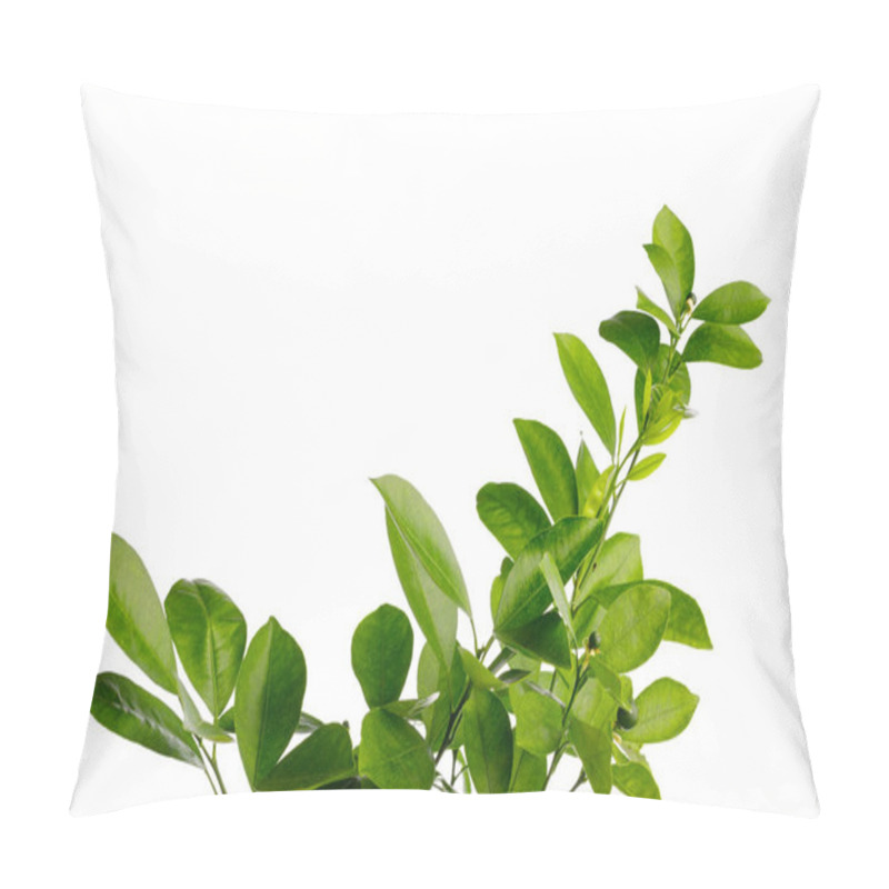 Personality  Green Leaves Of Tangerine Tree, Isolated On White Pillow Covers