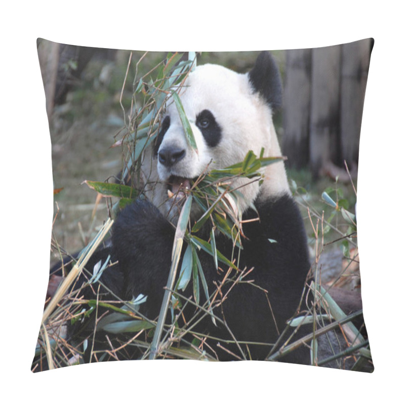 Personality  Panda At Chengdu Panda Reserve (Chengdu Research Base Of Giant Panda Breeding) In Sichuan, China. The Panda Bear Is Eating Bamboo. Close Up Of The Panda's Face With Bamboo. Classic Portrait Of A Panda. Pillow Covers