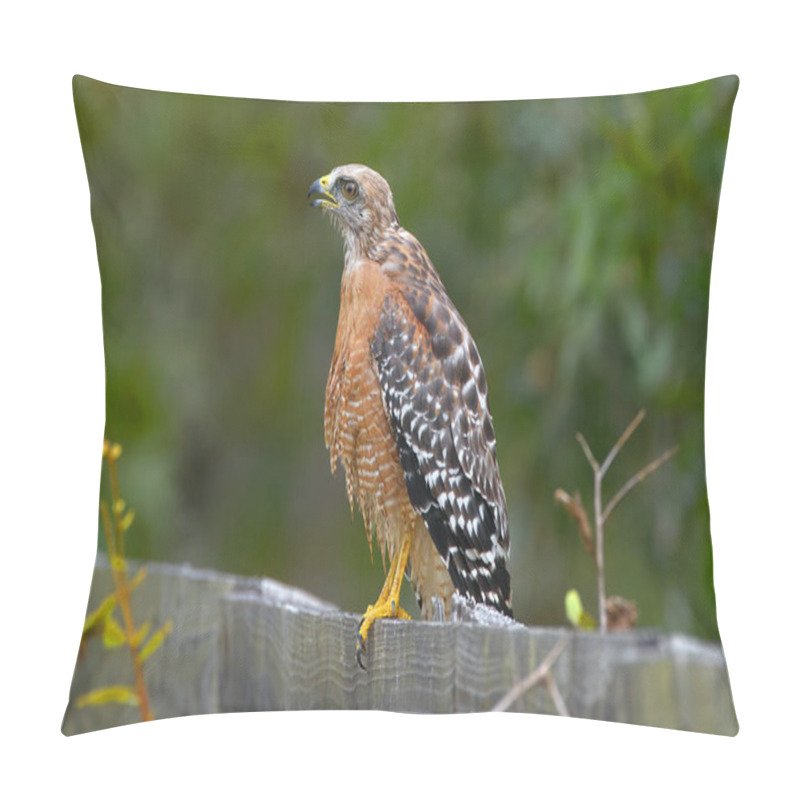 Personality  Red-shouldered Hawk (Buteo Lineatus) Standing On Wood Fence, Florida, USA While Looking Away With Mouth Open, High Detail, Talons In View  Pillow Covers