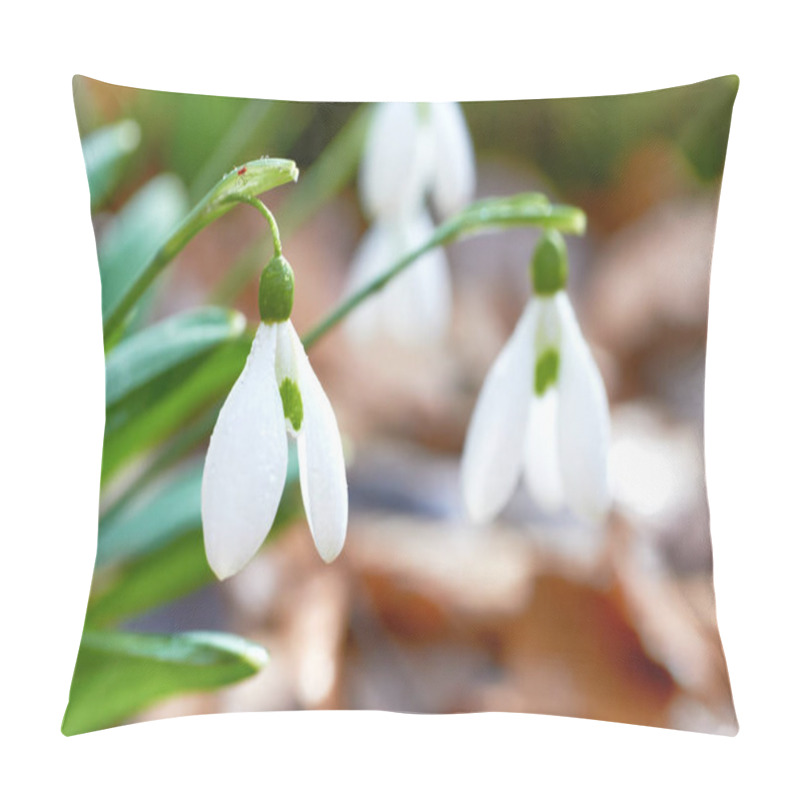 Personality  Snowdrops First Spring Flowers In Forest, Close Up Pillow Covers