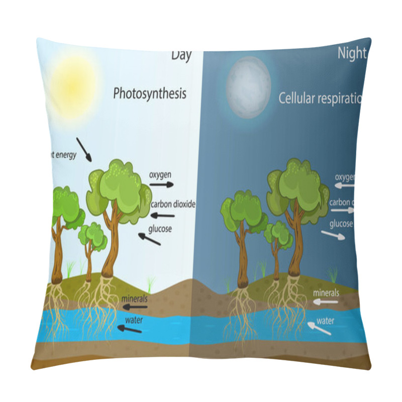 Personality  Photosynthesis Diagram. Process Of Plant Produce Oxygen. Photosynthesis Process Labelled. Science Education Botany Poster. Photosynthesis Process Poster With Plant, Text And Arrows. Stock Vector Illustration Pillow Covers