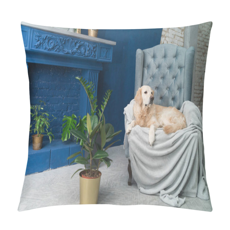 Personality  Golden Retriever Pure Breed Puppy Dog On Gray Armchair In House Or Hotel Lobby. Classic Style With Green Plants Cement Blue Brick Walls Living Room Interior Art Deco Apartment. Pets Friendly Concept. Pillow Covers