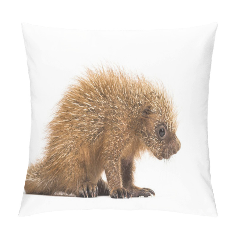 Personality  Pup Prehensile-tailed Porcupine, Coendou Prehensilis, Isolated,  Pillow Covers