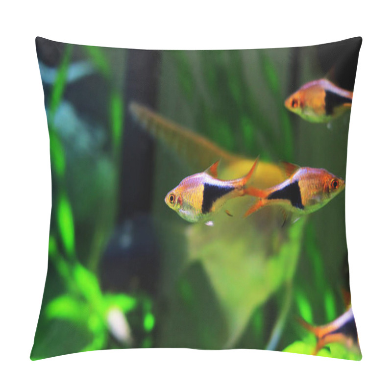 Personality  Harlequin Rasbora Freshwater Fish - (Trigonostigma Heteromorpha) Pillow Covers