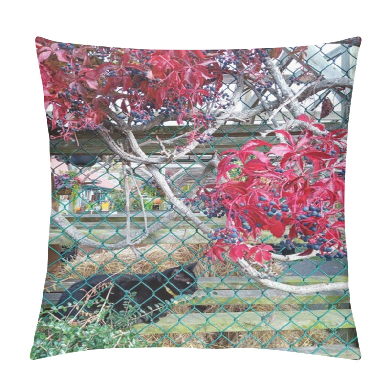 Personality  Black Cat Sitting Under Woodbine Or False Virginia Creeper Vine With Red Leaves And Blue Berries. Steveston Village, Richmond, BC, Canada Pillow Covers