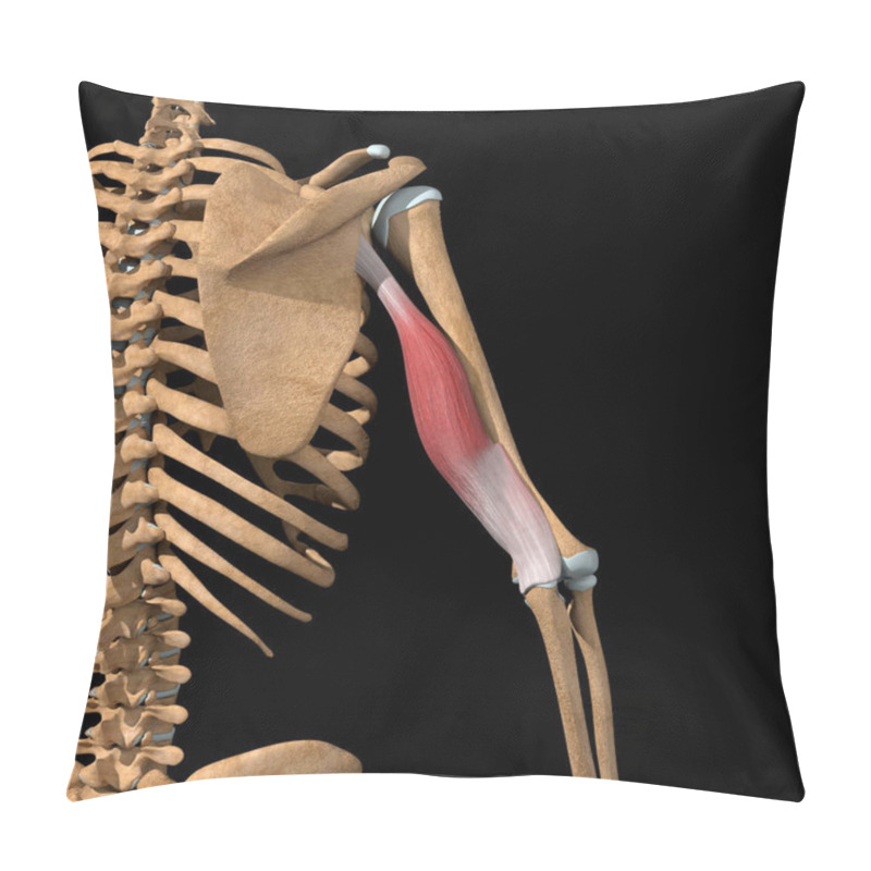 Personality  This 3d Illustration Shows The Long Head Of The Triceps Muscles On Skeleton Pillow Covers