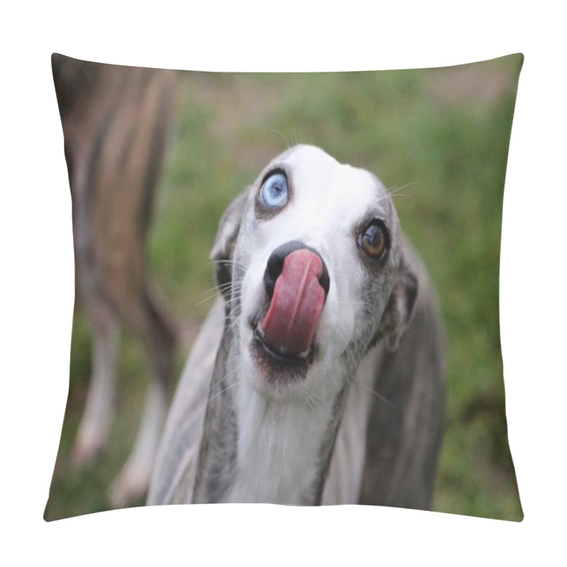 Personality  Close Up Of A Funny Whippet With Tonge Out In The Garden Pillow Covers