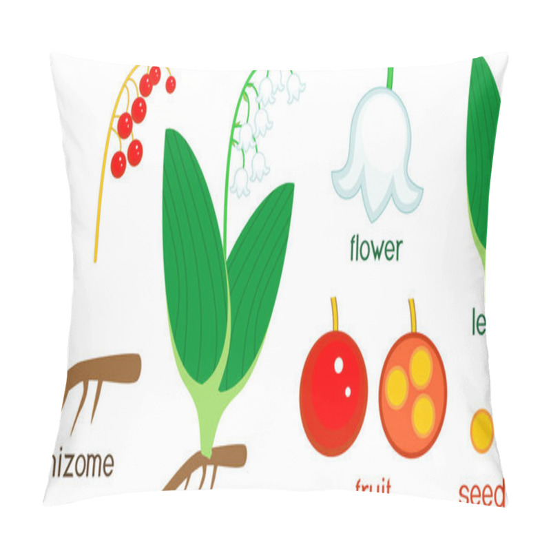 Personality  Parts Of Plant. Morphology Of Lily Of The Valley Or Convallaria Majalis With Berries, Green Leaves, Root System And Titles Pillow Covers