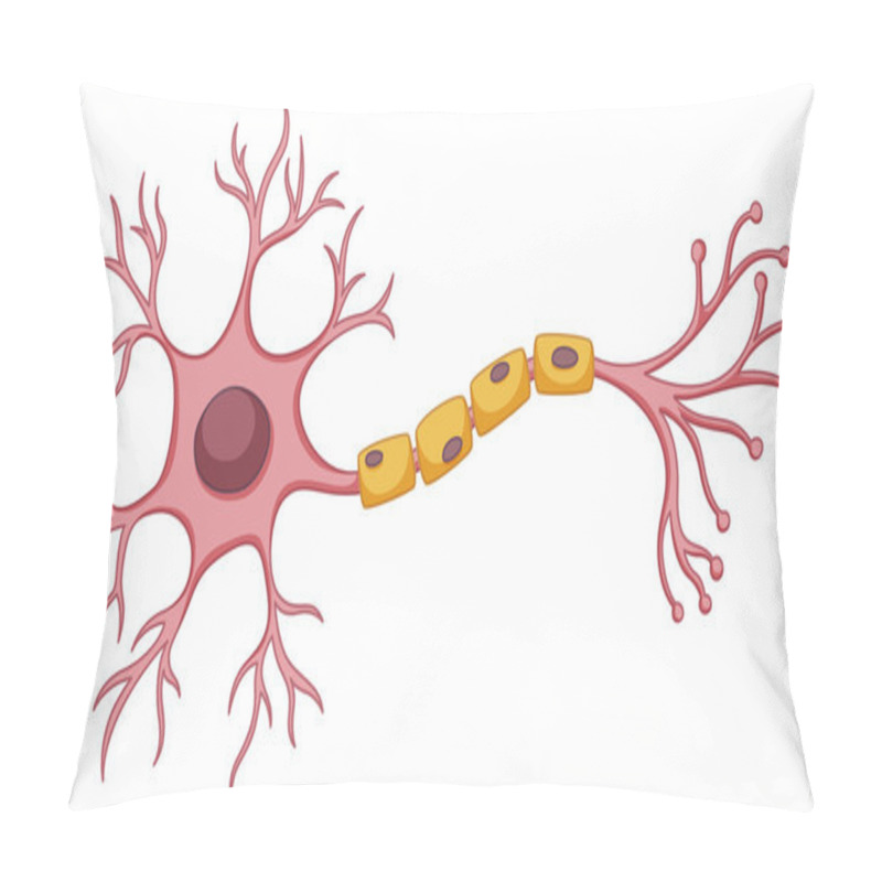 Personality  Stem Cell Diagram On White Background Pillow Covers