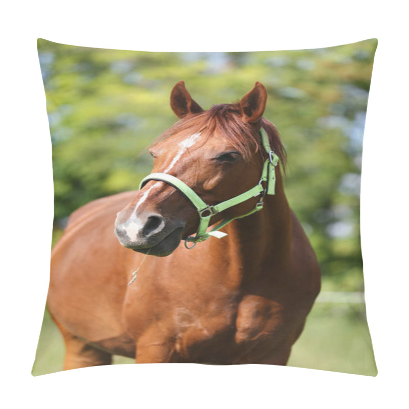 Personality  Young Thoroughbred Mary Graze On Summer Corral Rural Scenic Pillow Covers