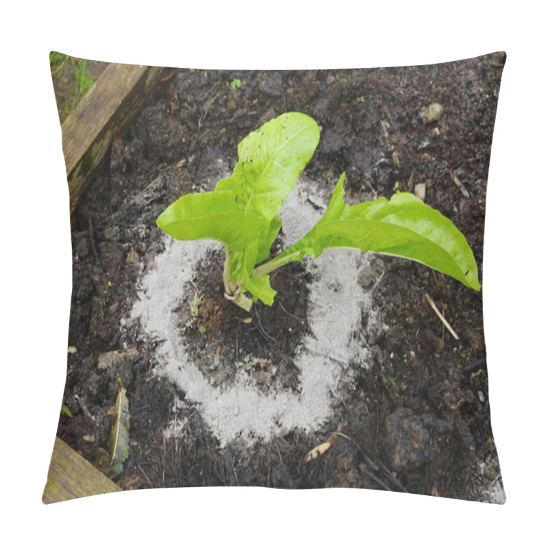 Personality  Plants Surrounded By Ash To Protect Them From Snails In The Vegetable Garden Pillow Covers