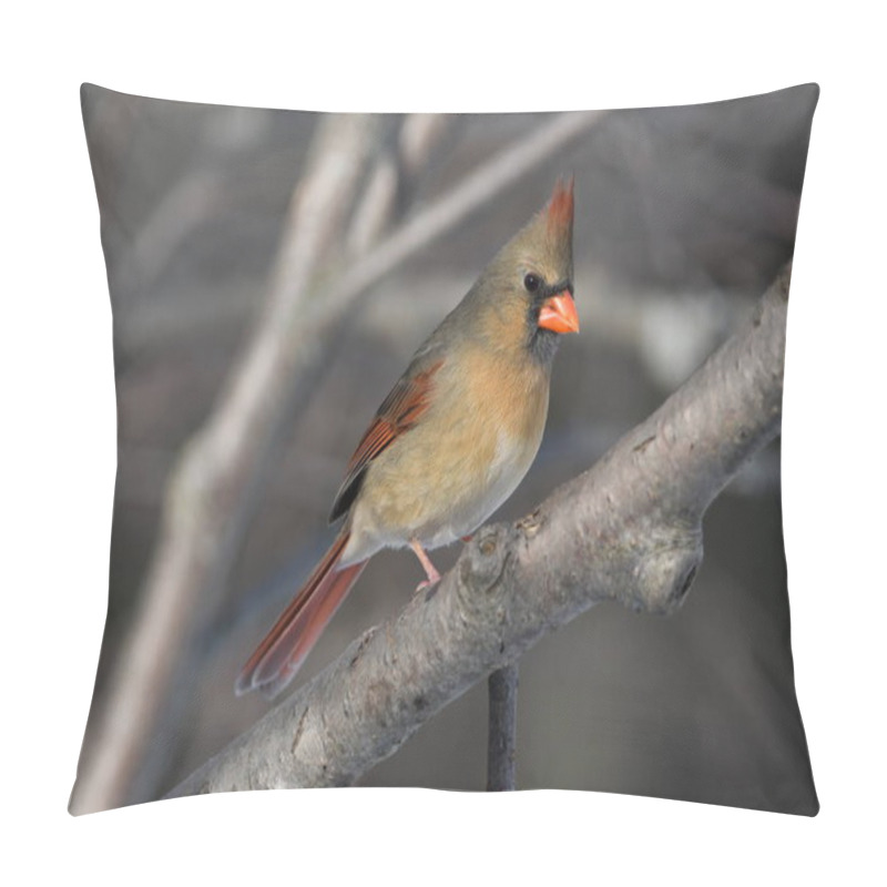 Personality  Close Up Of A Female Northern Cardinal Bird  Pillow Covers