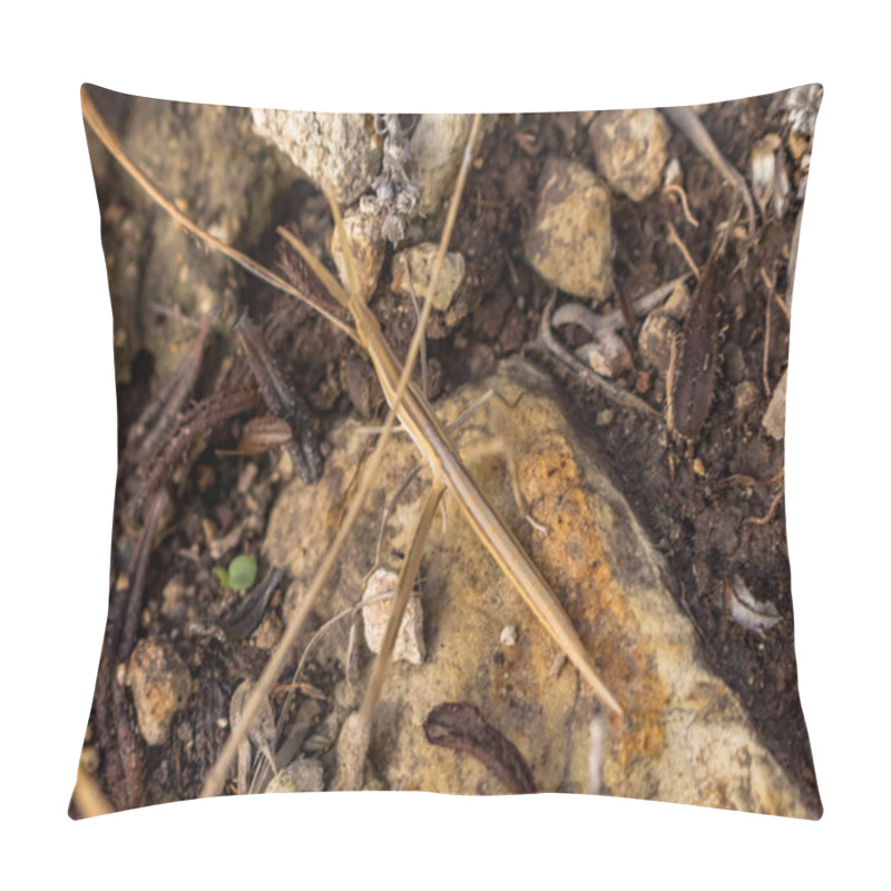 Personality  Discover The Fascinating Camouflage Of A Stick Insect Blending In With Plant Branches, Showcasing The Intricate Mimicry Of Nature's Creatures In Cyprus Pillow Covers