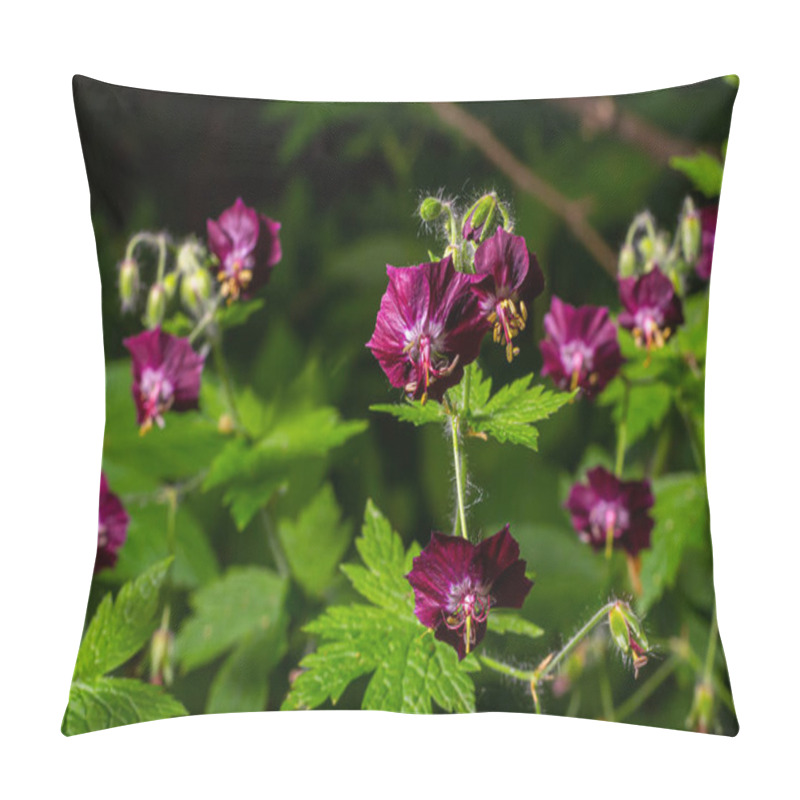 Personality  Purple And Red Flowers Of Geranium Phaeum Samobor In Spring Garden. Pillow Covers