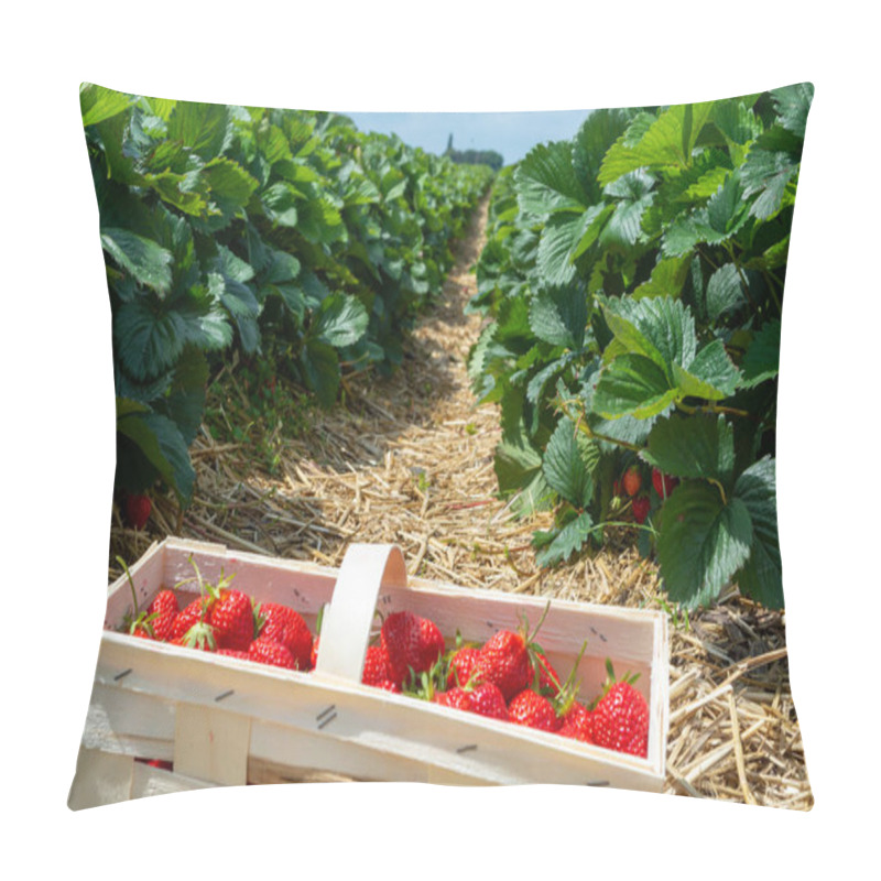 Personality  Strawberry Fields In Germany, Outdoor Plantation With Ripe Sweet Red Strawberries Ready For Harvest Pillow Covers