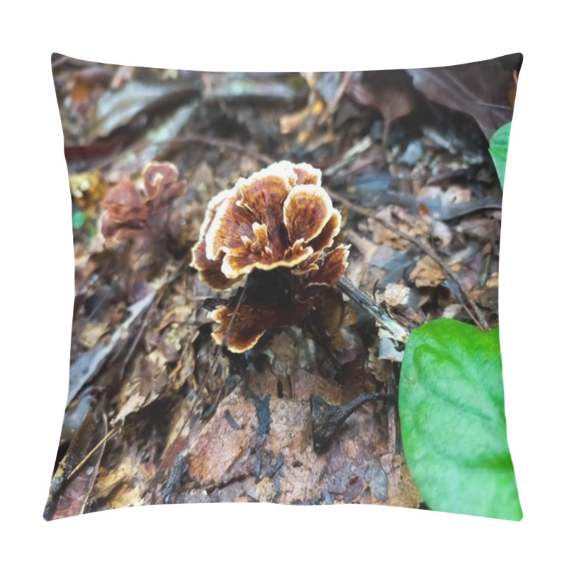 Personality  Brown Mushroom With Wavy Edges In Shades Of White, Growing On Dry Leaves And Tree Bark. Green Leaves Nearby. Natural Lighting And Forest Environment. Pillow Covers