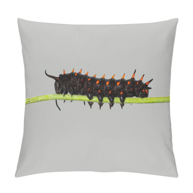 Personality  Pipevine Swallowtail Caterpillar On A Dutchmans Pipe Vine Stem Pillow Covers