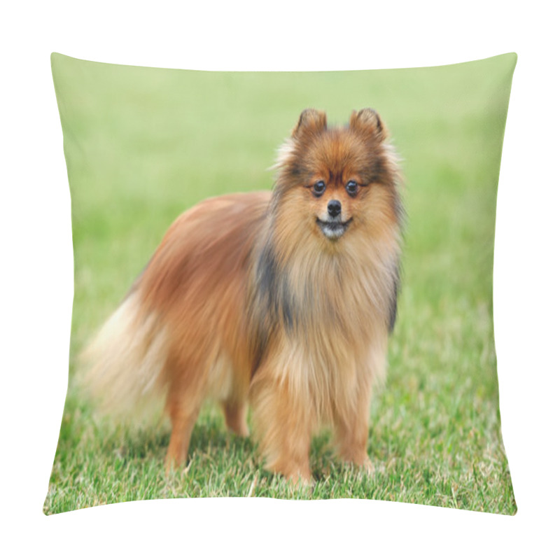 Personality  Brown Pomeranian Dog Pillow Covers