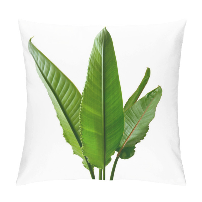 Personality  Strelitzia Reginae Leaves, Bird Of Paradise Foliage, Tropical Leaf Isolated On White Background With Clipping Path Pillow Covers