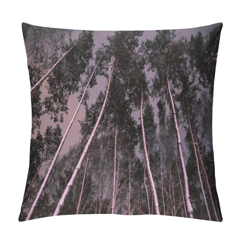 Personality  Bottom View Of Trees With Snow In Forest In Evening Pillow Covers