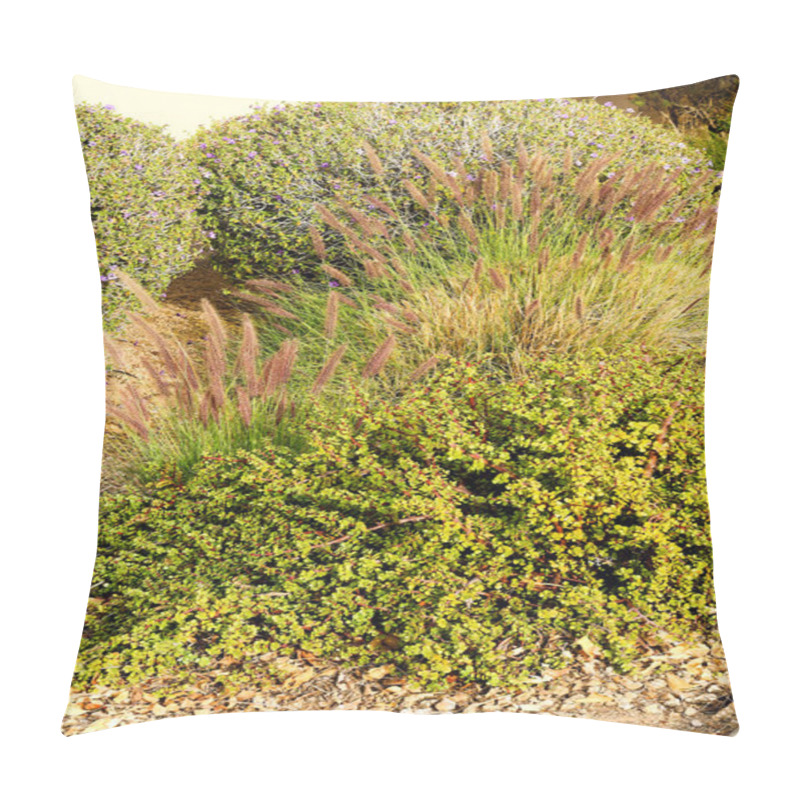 Personality  African Succulent Plant Of Portulacaria Afra Or Spekboom Elephant Bush Along With Fountain Grass And Taxes Sage Shrubs In Xeriscaped Grounds In Arizona Winter Season Pillow Covers