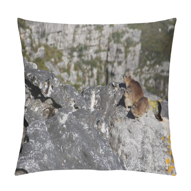 Personality  Rock Hyraxes Basking In The Sun, Table Mountain, South Africa Pillow Covers