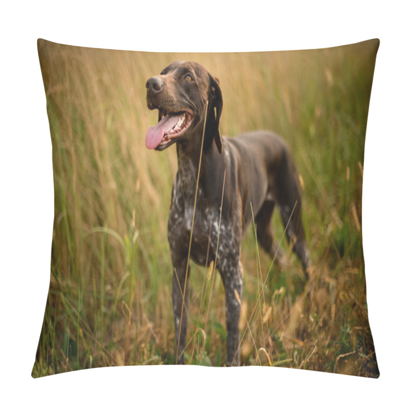 Personality  Dark Brown Dog Looking Up Sticking Out His Tongue In The Golden Field Pillow Covers