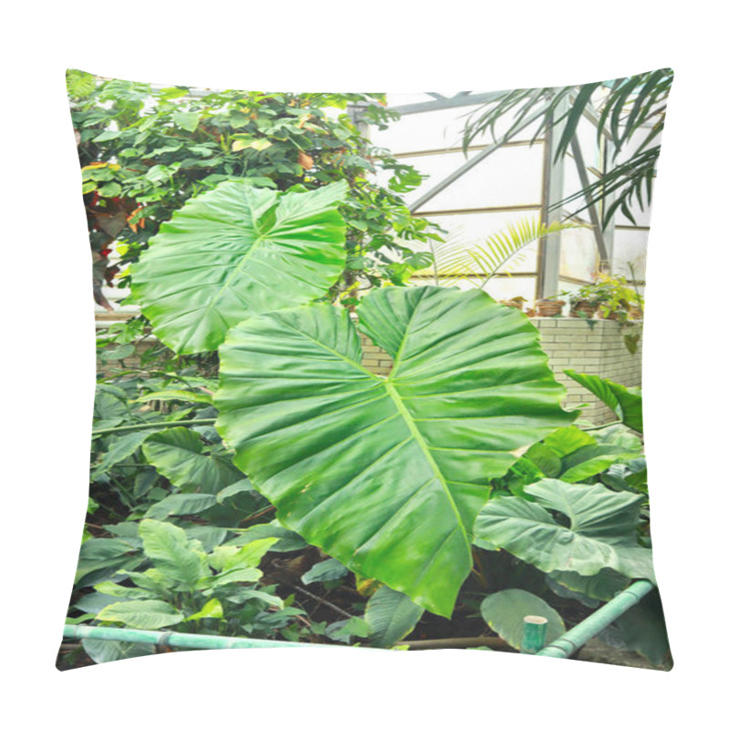 Personality  Close Up View Of Philodendron Giganteum Schott Or Philodendron Giant Pillow Covers