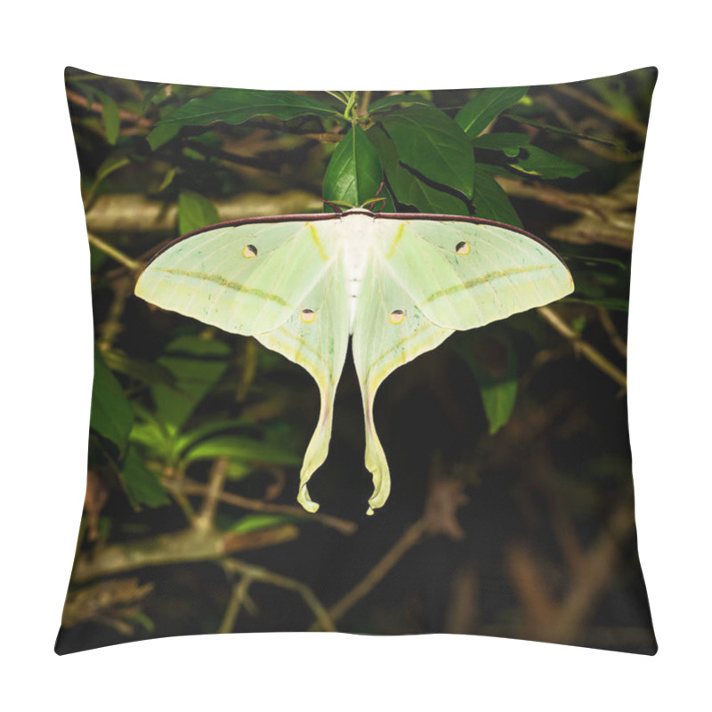 Personality  Moon Moth - Actias Ningpoana, A Beautiful Yellow-green Moth From Asian Forests, Thailand. Pillow Covers