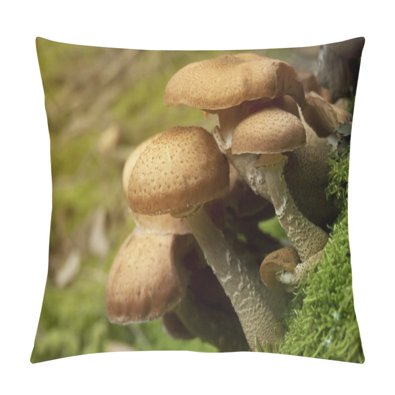 Personality  Armillaria Solidipes Pillow Covers